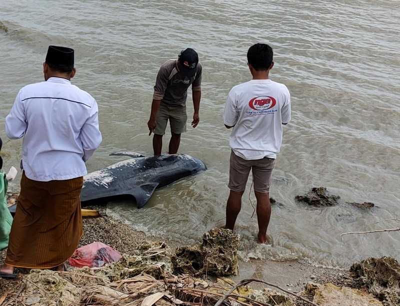 Ini Penanganan Ikan Paus Pilot Terdampar di Pantai Madura