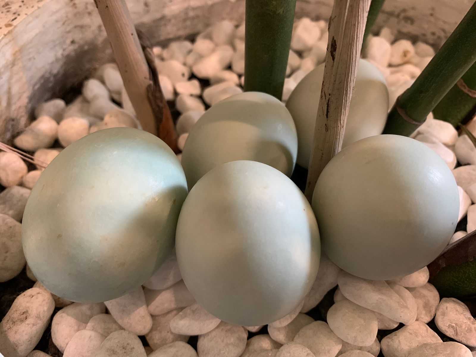 Inilah Telur Bebek Rendah Kolesterol Hasil Inovasi Mahasiswa UNAIR