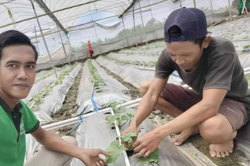 Inovasi Melon 'Green House' untuk Pacu Ekonomi Warga Lamongan