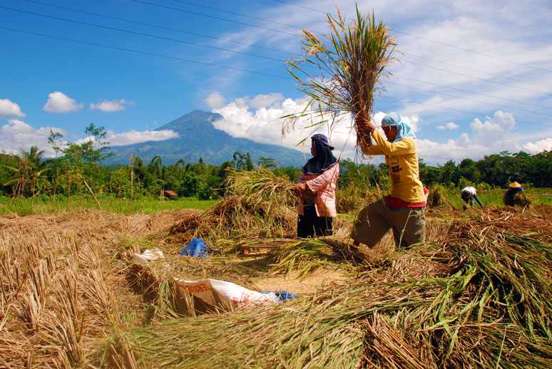 Intensifkan Operasi Pasar Selama Paceklik