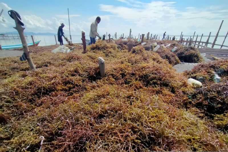 Investor Minati Industri Olahan Rumput Laut