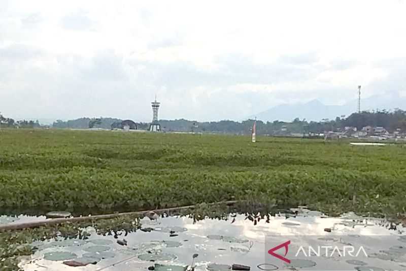 Jaga Keindahan, Eceng Gondok di Situ Bagendit Harus Terus Dibersihkan