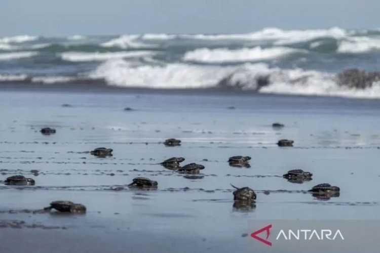 Jaga Kelestarian Satwa, 2.008 Telur Penyu Lekang Menetas di Pesisir Kulon Progo