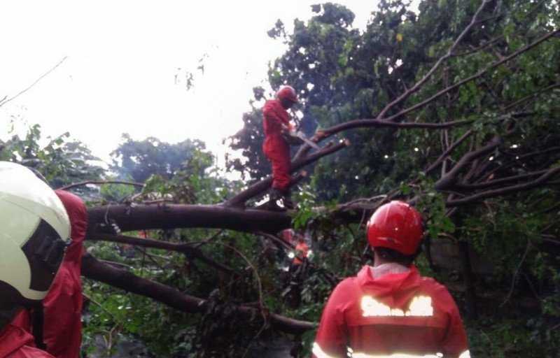 Jakpus Rutinkan Pangkas Pohon Antisipasi Tumbang