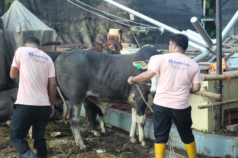 Jamkrindo Bagikan 1500 kupon Kepada Masyarakat saat Pemotongan Hewan Kurban 4