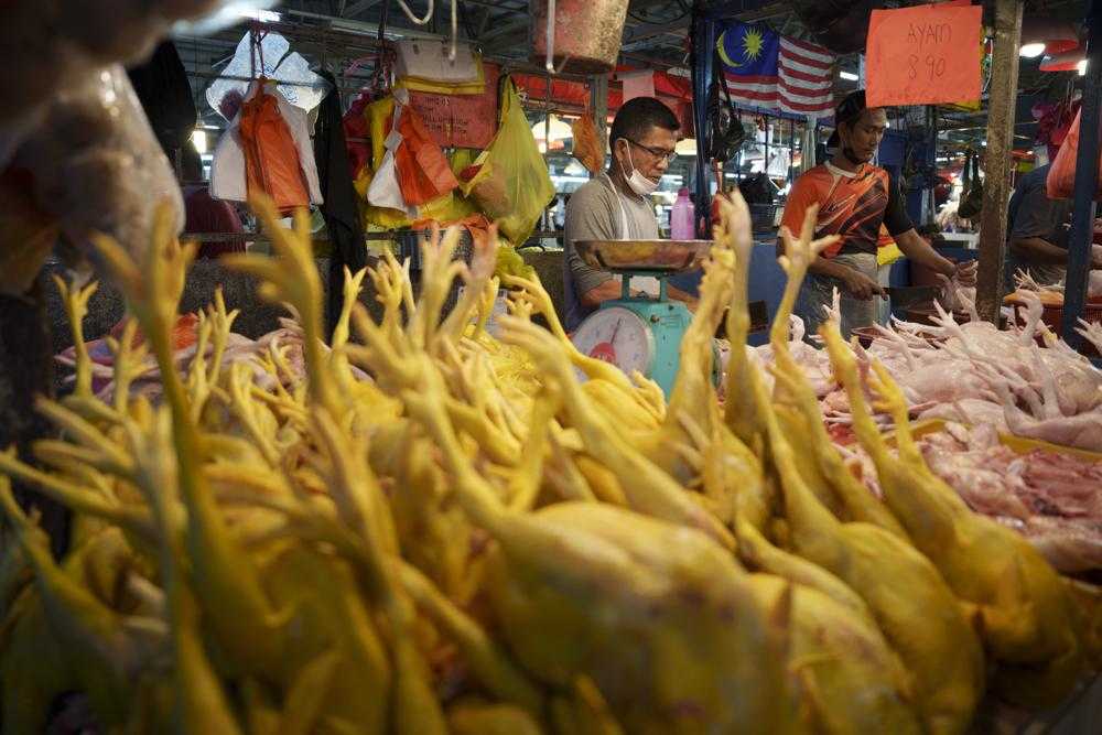 Jangan Sampai Terjadi di Indonesia! Singapura Alami Kenaikan Harga Ayam Tinggi Setelah Malaysia Larang Ekspor Ayam Akibat Perang Rusia - Ukraina