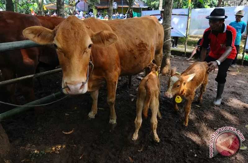 Jelang Idul Adha, Lampung Selatan Perketat Pengawasan Pasar Hewan