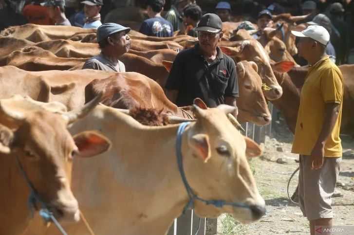 Jelang Idul Adha, MUI Imbau Warga Pilih Hewan Kurban yang Sehat