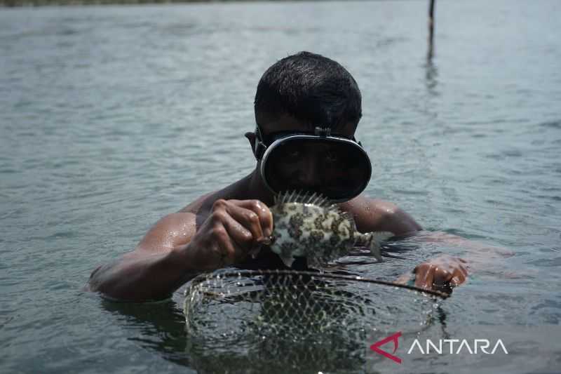 Jelang Imlek, Nelayan Pulau Pecong Batam Jual Ikan Dingkis ke Singapura