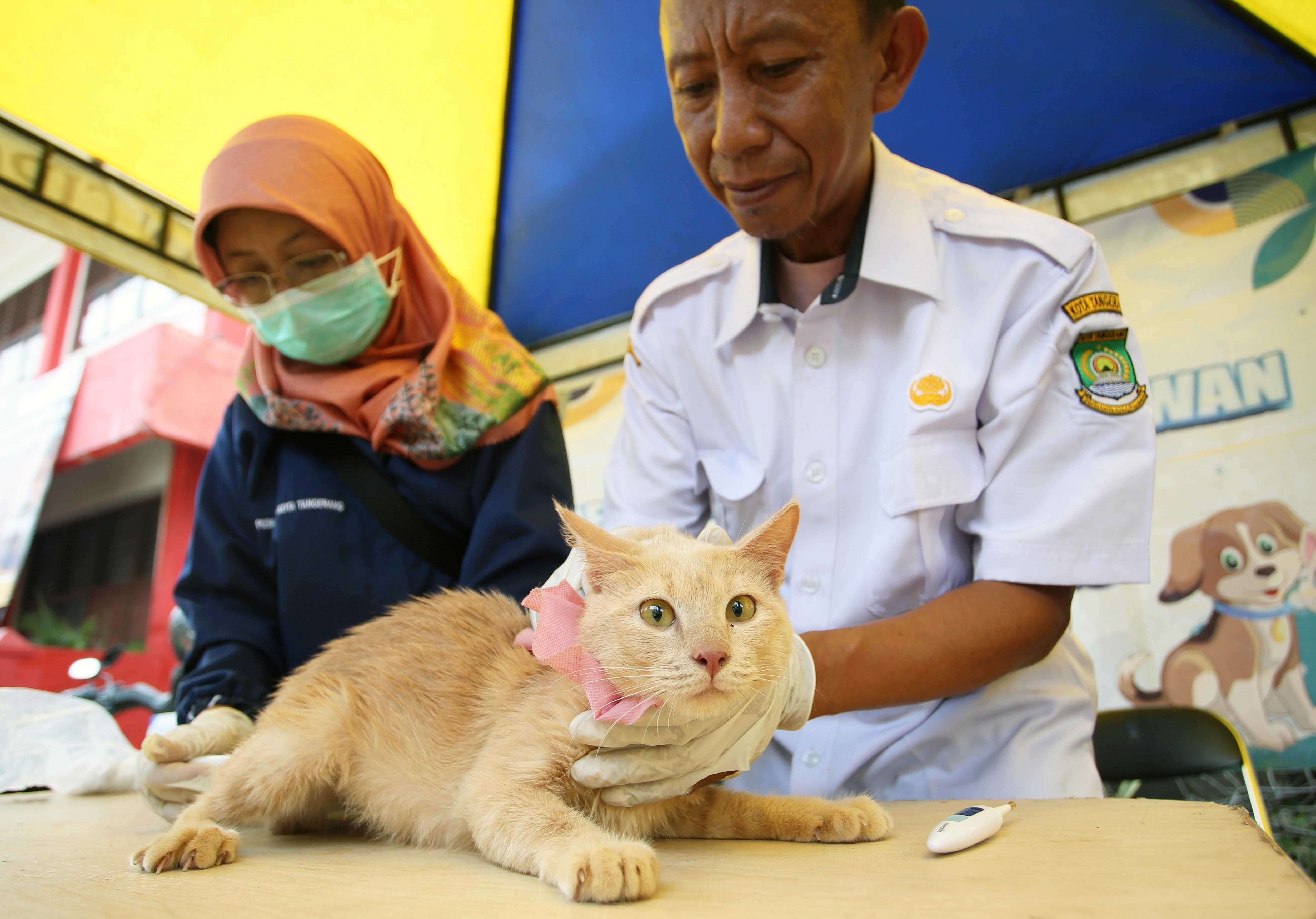 Jemput Bola Vaksinasi Rabies Hewan Peliharaan