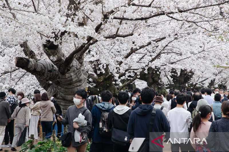 Jepang Buka Kembali Perbatasan untuk Dorong Pariwisata