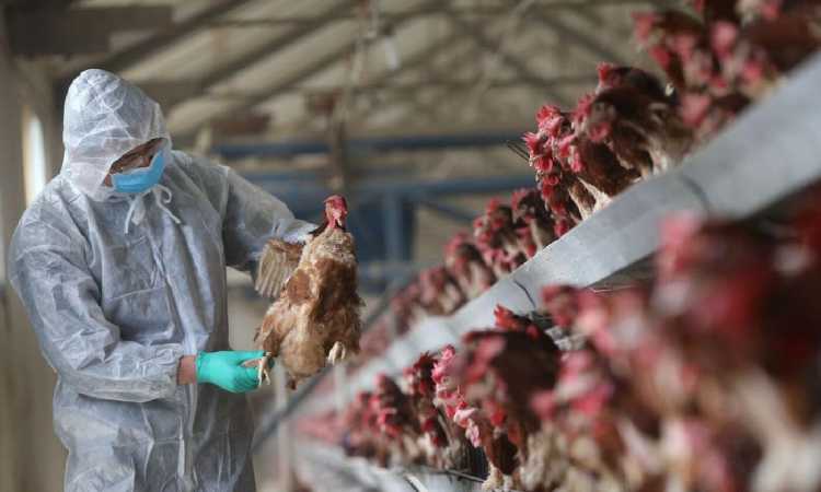 Jepang Deteksi Wabah Flu Burung, Ratusan Ribu Ayam Dimusnahkan