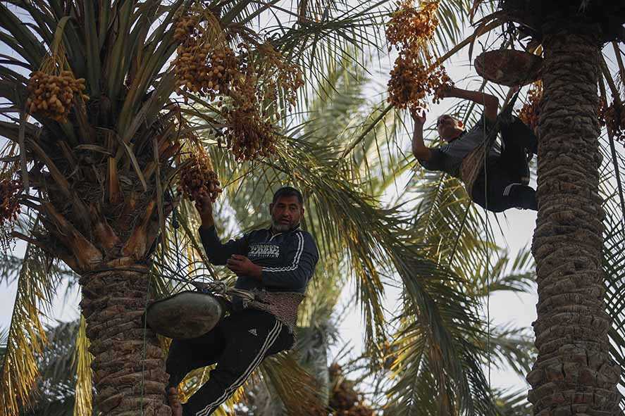 Jerih Payah Petani Kurma Irak Lawan Kekeringan demi Lindungi Kekayaan Nasional