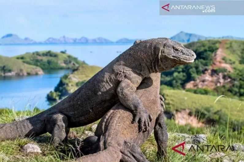 Jokowi Setuju, Tiket ke Taman Nasional Komodo Rp3,75 Juta Berlaku Mulai 1 Agustus