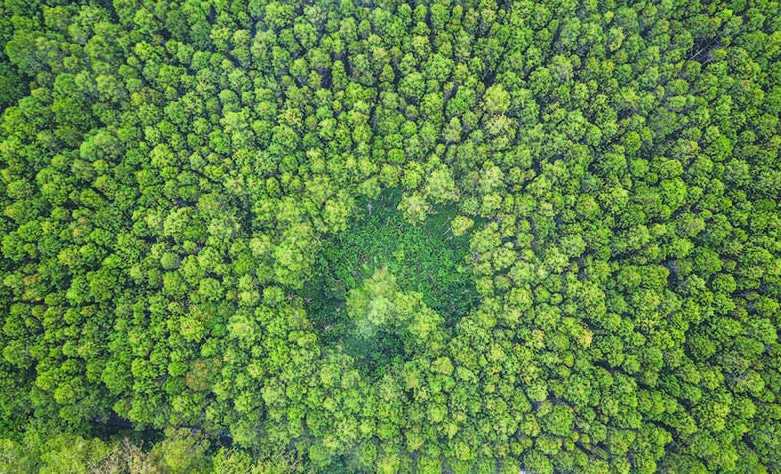 Jumlah Pepohonan di Pegunungan Meningkat akibat Perubahan Iklim