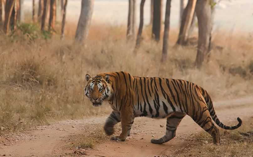 Kabar Baik, Populasi Harimau di India Meningkat di Atas 3.000 Ekor