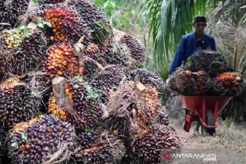 Kabar Baik untuk Petani dan Pengusaha Sawit, Harga CPO di Jambi Naik Rp736/Kg