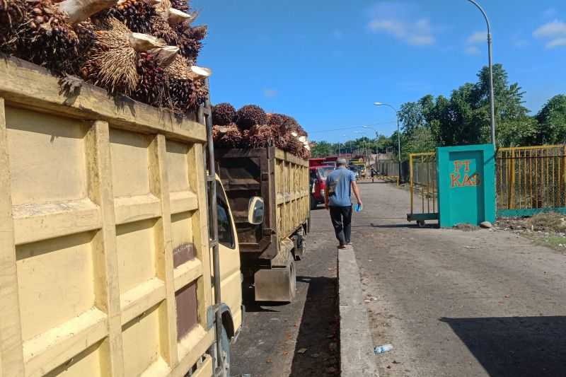 Kabar Baik untuk Petani Sawit, Harga TBS Naik dan Dua Pabrik di Mukomuko Beroperasi Lagi