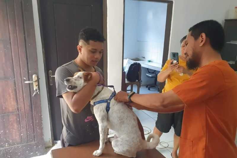 Kabar Duka, Lima Warga Ambon Meninggal Digigit Anjing Rabies