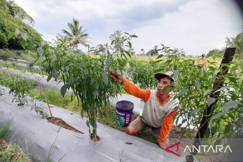 Kabar Gembira, Alokasi Pupuk Subsidi 2024 untuk Petani di Kota Serang Meningkat