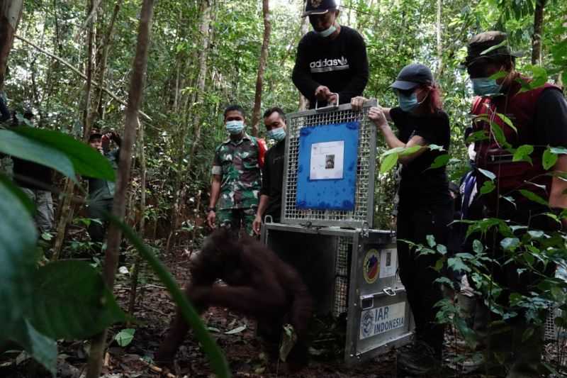 Kabar Gembira, BKSDA Kembali Lepasliarkan Lima Orangutan di Taman Nasional Bukit Baka Kalbar