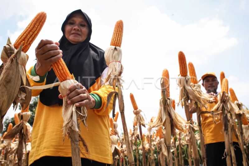 Kabar Gembira, BRIN Kembangkan Varietas Jagung Tahan Hama dan Perubahan Iklim