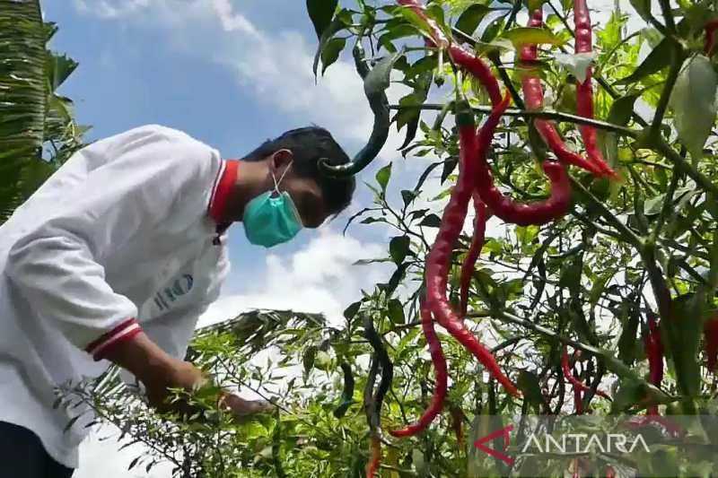 Kabar Gembira di Tengah Mahalnya Harga Cabai, Kabupaten di Jateng Ini Surplus Produksi Cabai