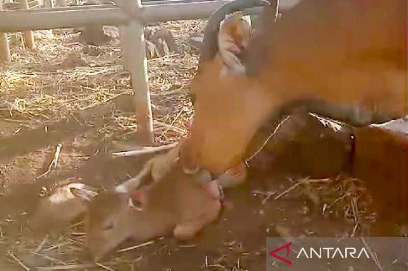 Kabar Gembira, Indukan Banteng Jawa di Taman Nasional Baluran Melahirkan Bayi Jantan