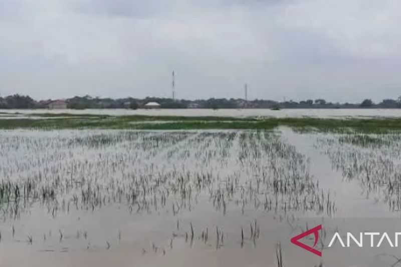 Kabar Gembira, Petani Karawang Bisa Ajukan Asuransi Atas Sawah Terendam Banjir