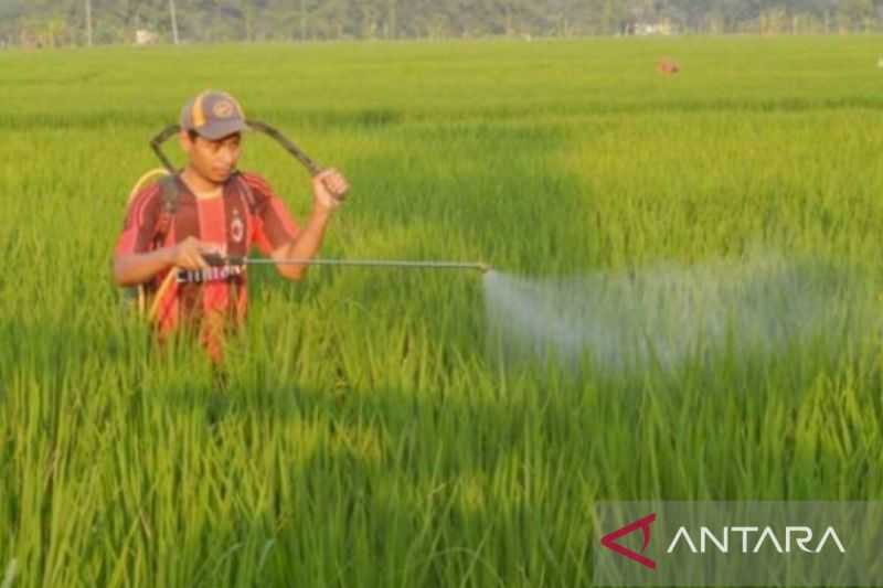 Kabar Gembira, Produksi Padi di Karawang Kini Normal Setelah Sempat Turun Akibat Hama