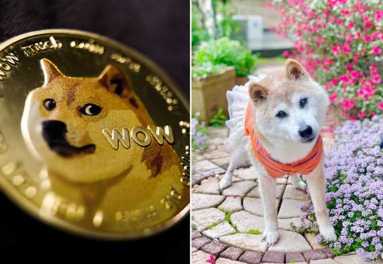 Kabosu, Anjing Shiba Inu di Balik Meme Koin Kripto Telah Mati