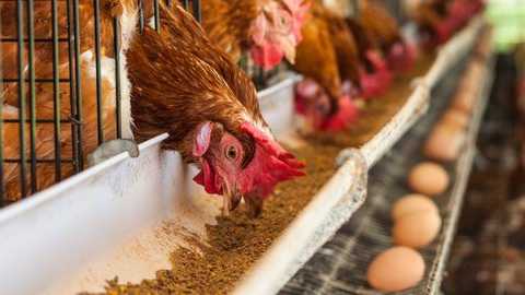 Kalau Pakan Ayam Masih Impor, Bagaimana Harga Telur Bisa Stabil? Pakar Menjawab