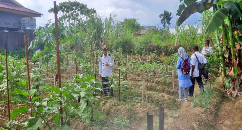 Kampung Mawokauw Jaya Jaga Ketahanan Pangan dengan Menanam Sayuran