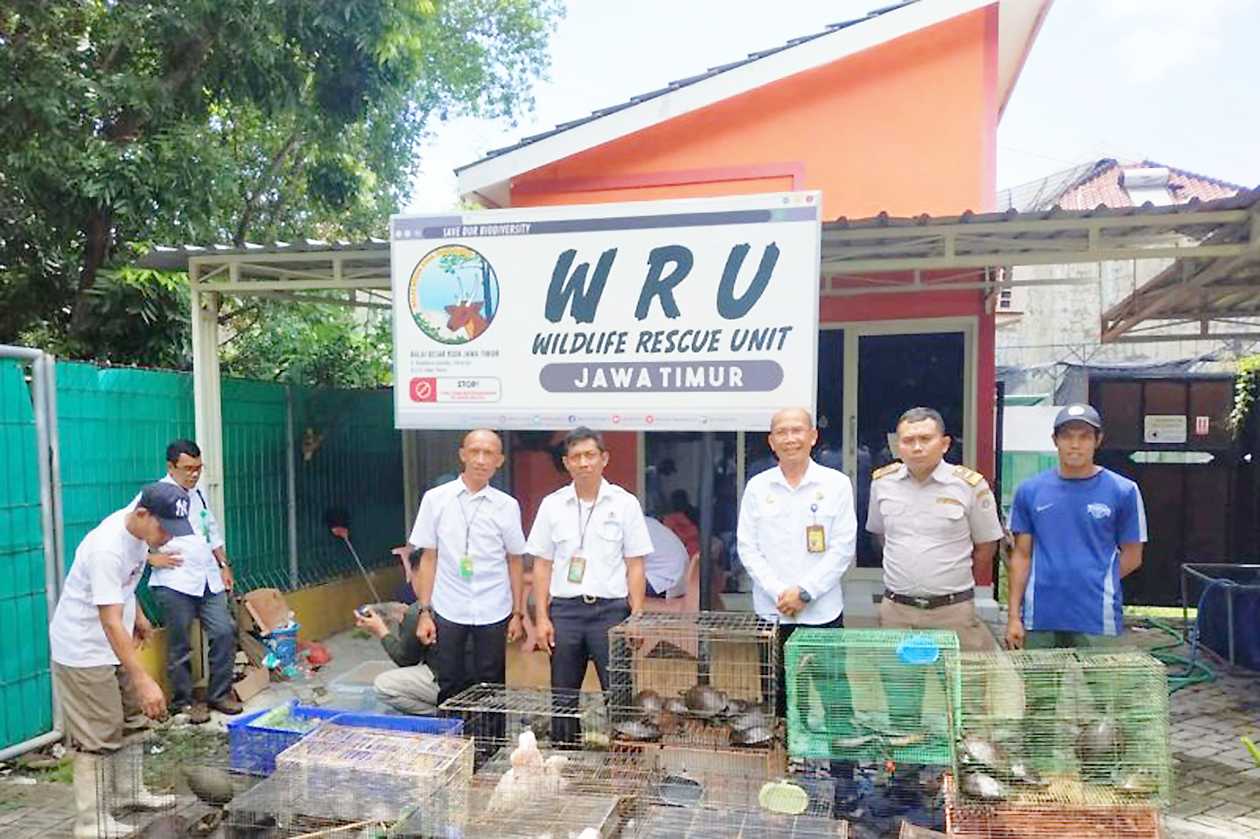 Karantina Jawa Timur Gagalkan Penyelundupan Reptil dalam Koper