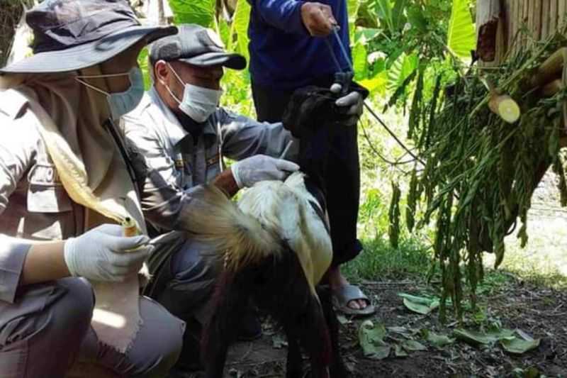 Karantina Pertanian Mamuju pantau penyakit hewan brucella