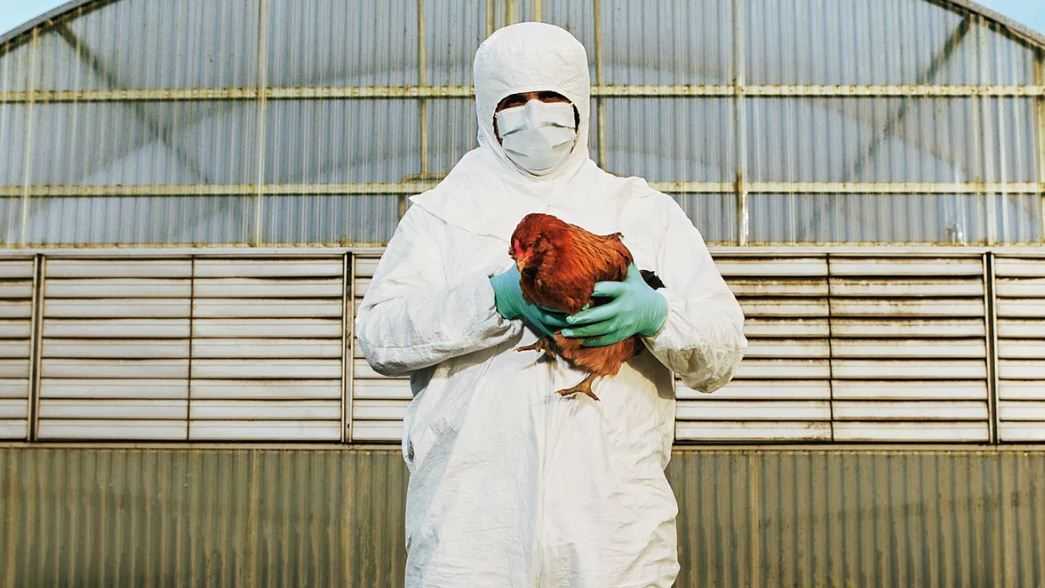 Kasus Flu Burung Ditemukan di Peternakan Unggas di Senegal