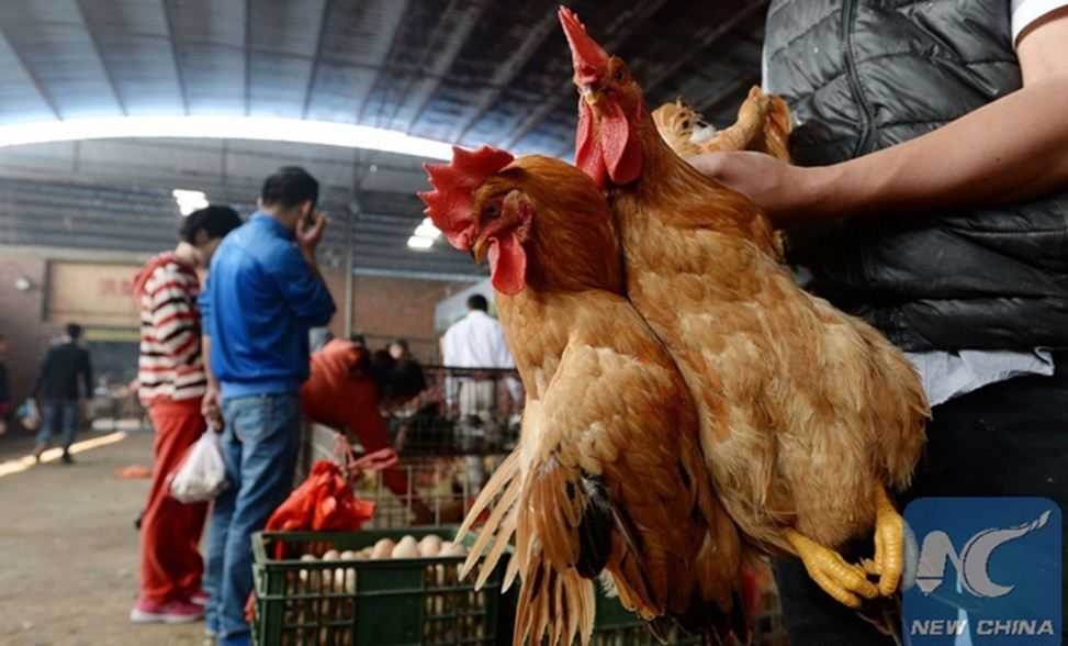 Kasus Flu Burung Jenis H5N6 Ditemukan di Guangdong, Tiongkok
