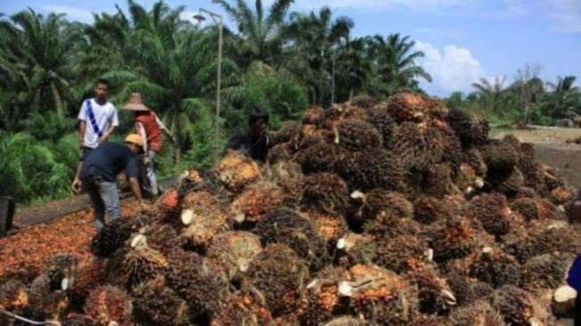 Kasus Migor, Pejabat Bea Cukai Sebut Pelaku Usaha Tak Wajib Realisasikan Kuota CPO