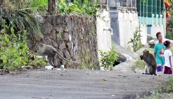 Kawanan Kera Turun ke Permukiman Warga Desa di Sukoharjo