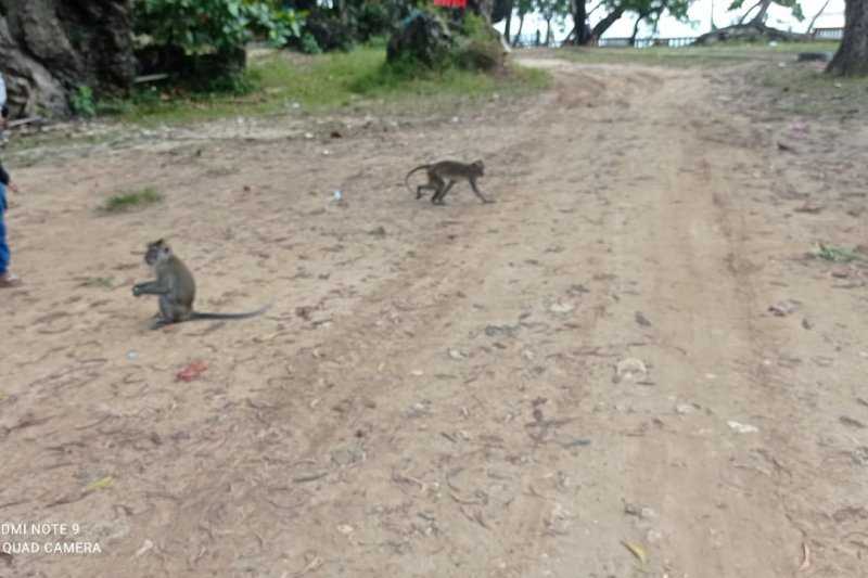 Kawanan Monyet Berkeliaran Cari Makan di Daerah Wisata Pulau Manuk
