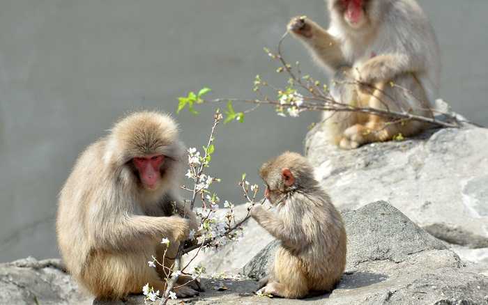 Kawanan Monyet Liar Lukai 42 Warga Kota di Jepang