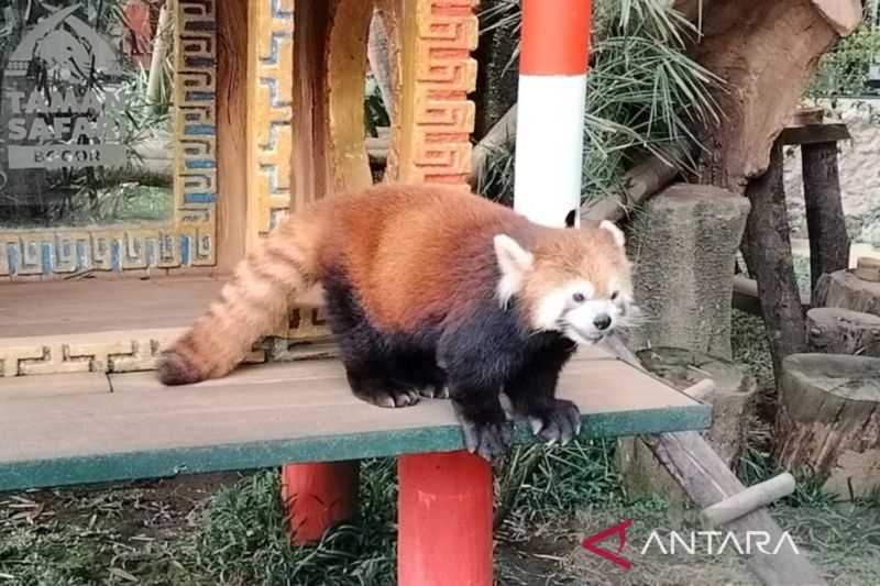Kawinkan Panda Merah yang Terancam Punah