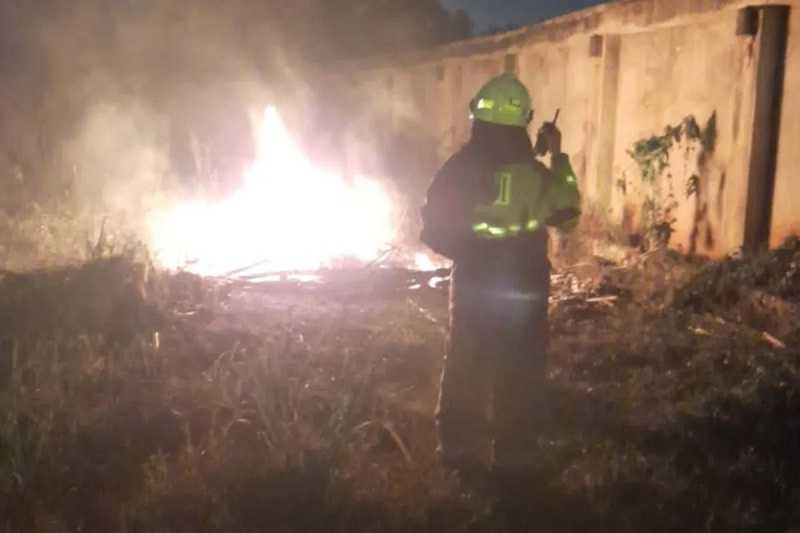 Kebakaran di Pejaten Shelter, Hewan di Penampungan Aman