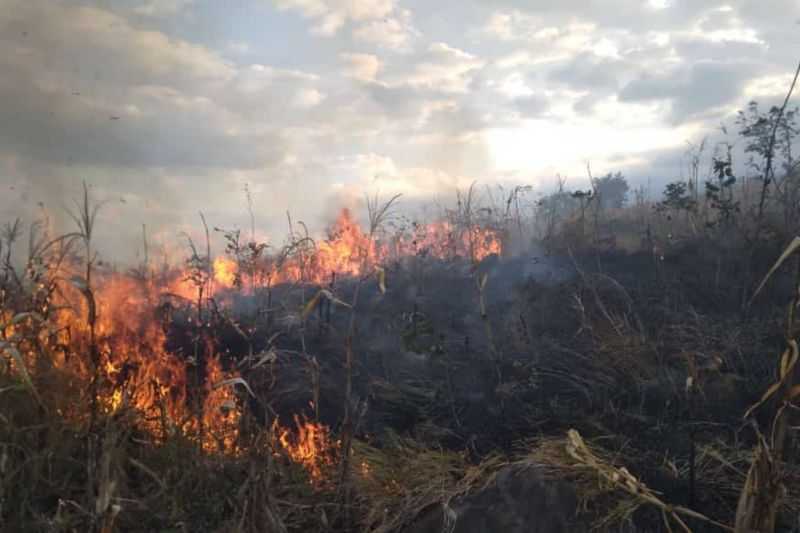 Kebakaran Hanguskan Puluhan Hektare Hutan Produksi di Lombok Timur