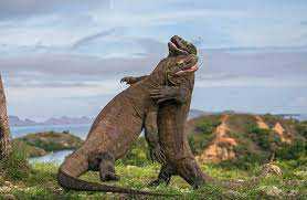 Kebakaran Taman Komodo Teratasi