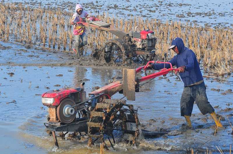 Kebijakan Tarif untuk Lindungi Pertanian Nasional Jadi Kunci Swasembada Pangan