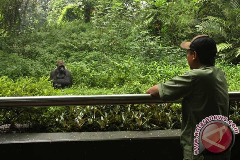 Kebun Binatang Ragunan Hadirkan Atraksi 'Kasih Makan Gorila' di Hari Natal