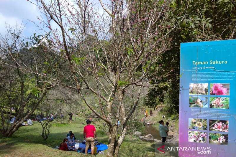 Kebun Raya Cibodas Telah Koleksi 1.981 Spesies Tanaman