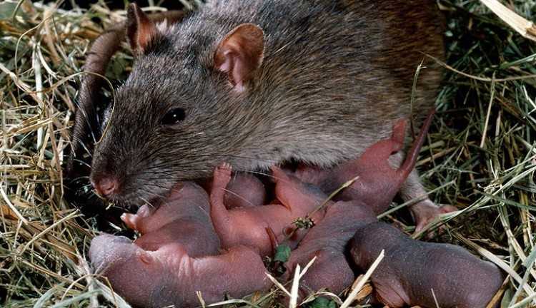 Kehebatan Tikus Pusingkan Manusia: Usia Sebulan Siap Kawin, 21 Hari Sudah Lahiran, Sekali Lahir 10