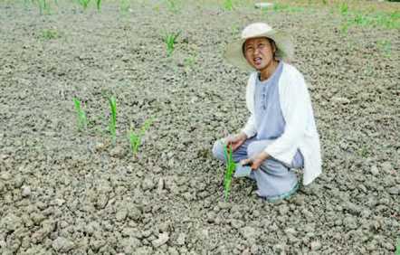 Kekeringan Ekstrem Memaksa Petani Jagung di Tiongkok Tunda Masa Tanam